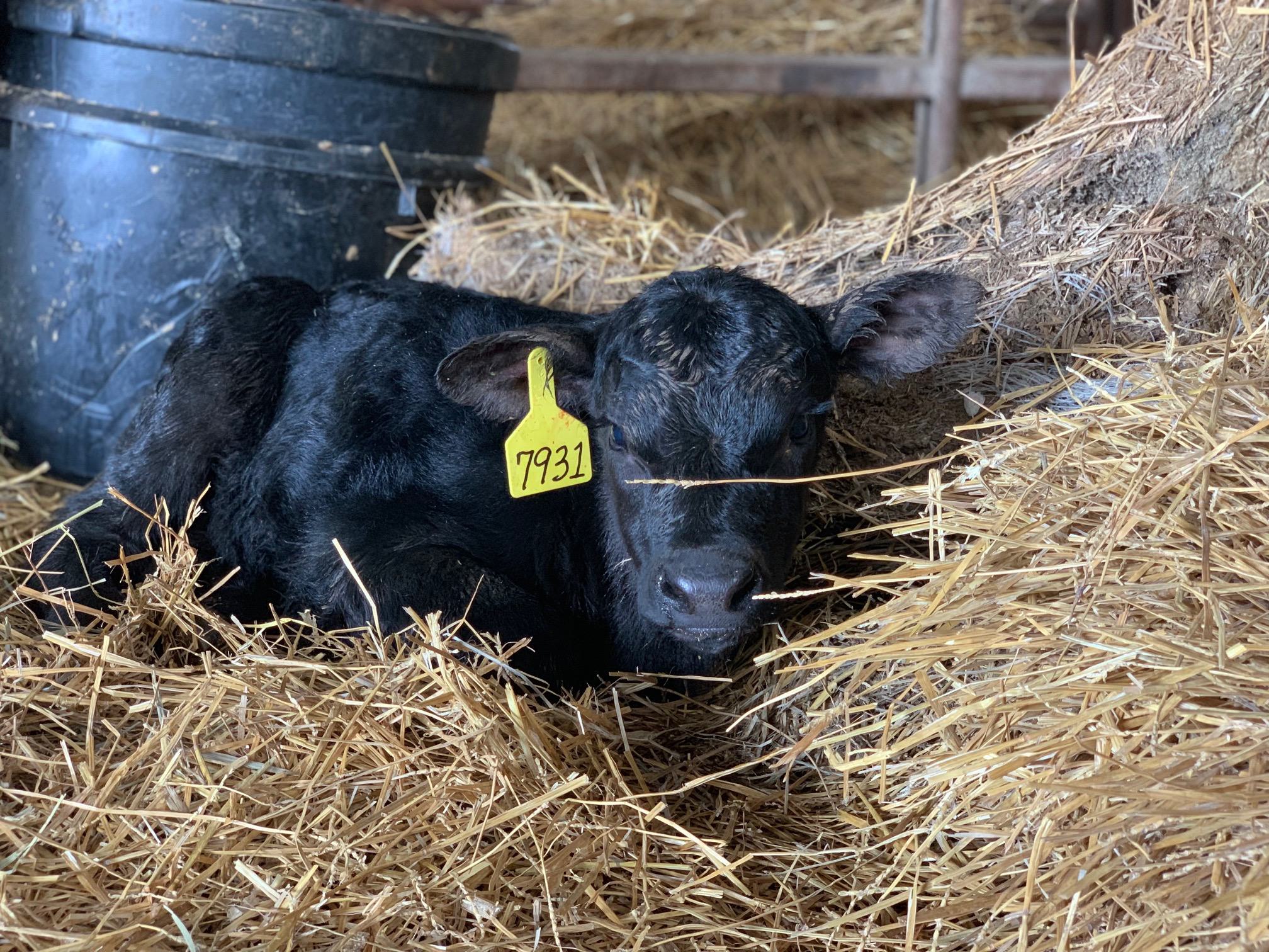 Calving19