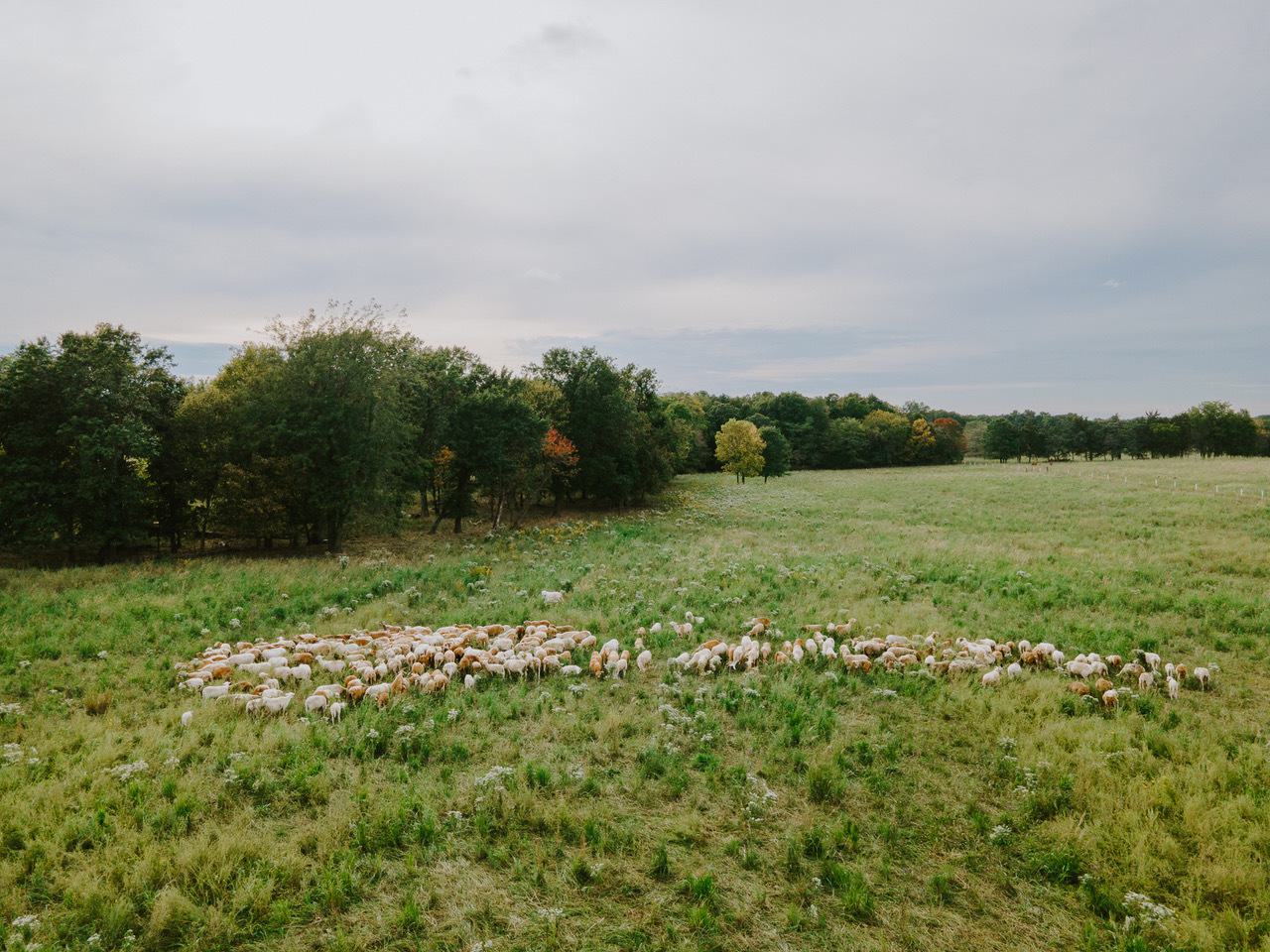 Mo Cope Grass landscape
