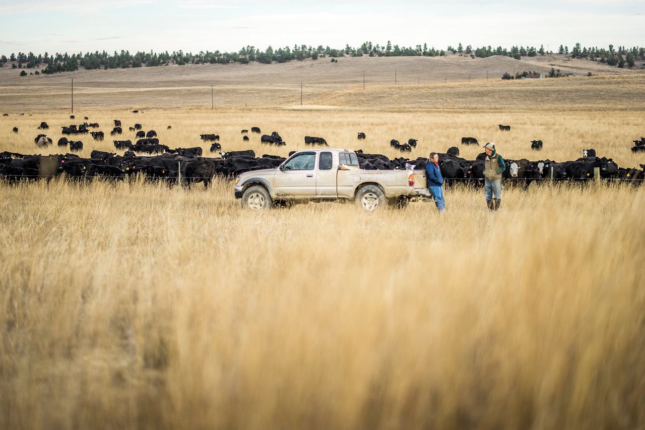 Montana Cattle Horizontal 1